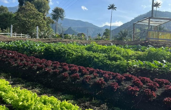 Bosques de Cocora Donde Juan B - Photo 14