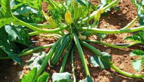 Apartments Bakša - Foto 5