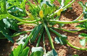 Apartments Bakša - Photo 5