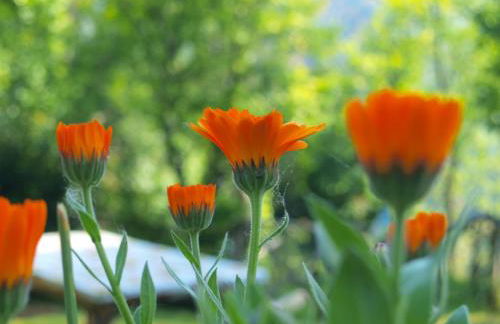 Agriturismo Becerca Vegan - Foto 67