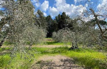 Country house in Maremma Villa Mafalda - Foto 38