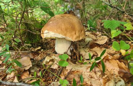 Forestside House Gacka with relax area - Foto 31