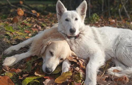 le Mas de la Jardine - Foto 43