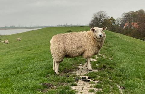 Ferienwohnung Zweite Heimat 45248 - Foto 17