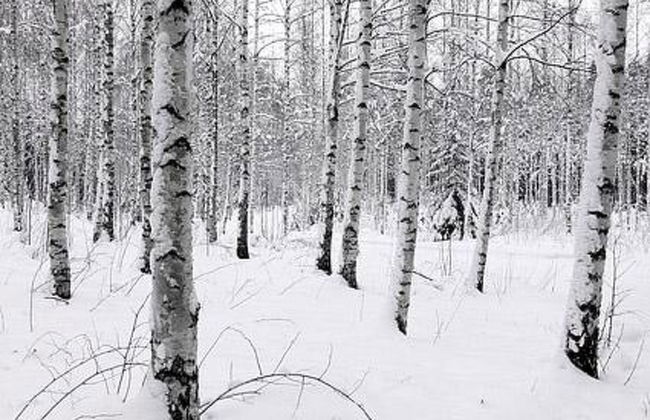 Kopinkallio 1 - Foto 23