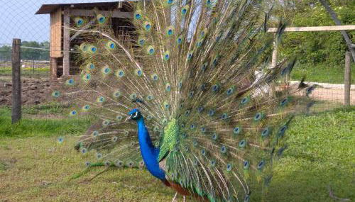 Le gîte Bleu - Foto 3, young children