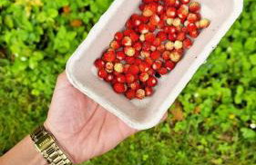 Łap Las Pelnik - Photo 21