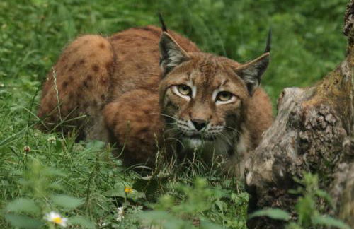 Apartamentos Rurales Les Barnedes - Foto 52