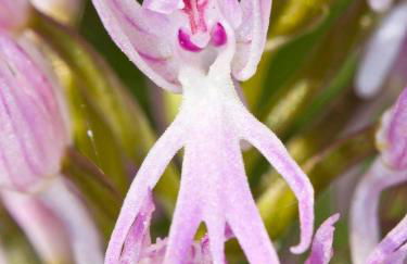 Casa Babel Monfragüe - Foto 33