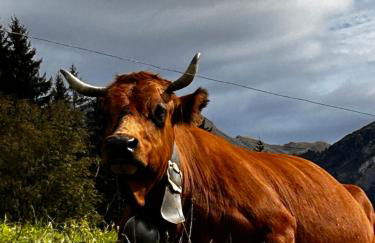 Avoriaz le M1212 - Photo 62