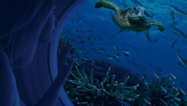 Vous pourrez même voir des tortues de mer