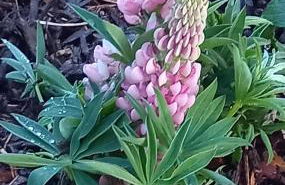 Bayerwaldtiny - Foto 34