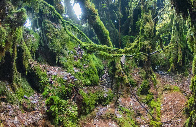 Mossy Forest Tour - Photo 1