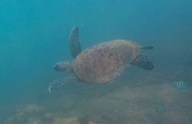 Snorkeling Class in Ilhabela - Photo 8