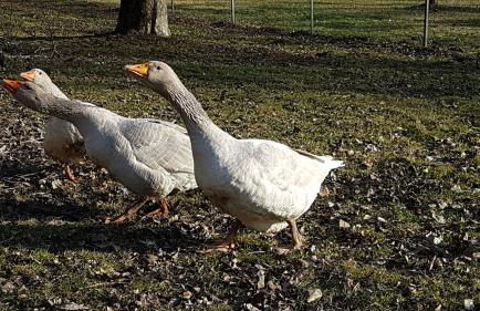 Ferienwohnung Hobbyhof Deggenhausertal - Photo 20