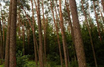 Przystań Kormoran - Foto 48