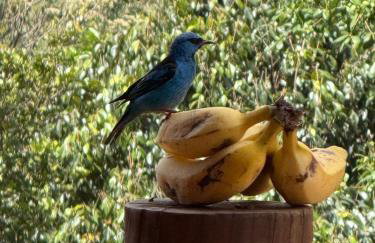 Casa Passarinho - Suítes acesso independente - Foto 33