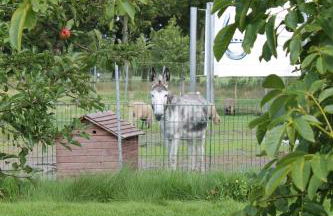 Balzwiekje Auszeit auf Pferdehof in Ostfriesland - Foto 12