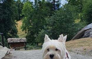 Alpeggio Pruno - Foto 37