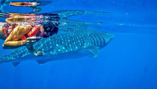 Nage avec des requins-baleines - Photo 4