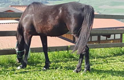 Allevamento B&B - Foto 71