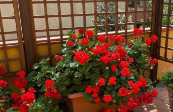 Casa Burano-Relax in Terrazza tra mare e natura - Foto 7