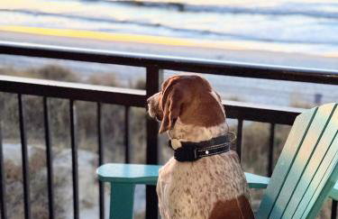 Oceanfront 3br/2ba Dog Friendly - Foto 1