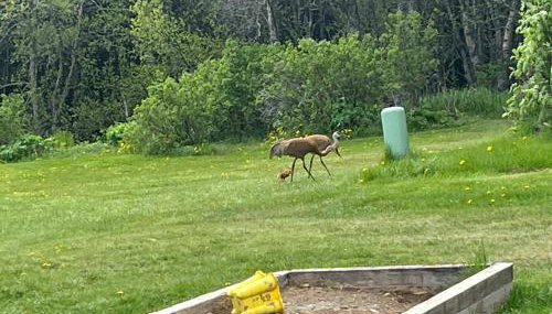 Moose twin cabin - Foto 4