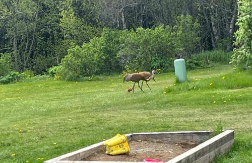 Moose twin cabin - Foto 4