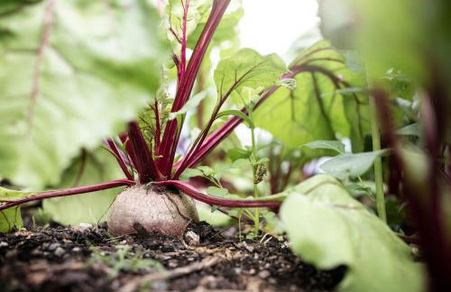 Rappersbühl - Foto 21