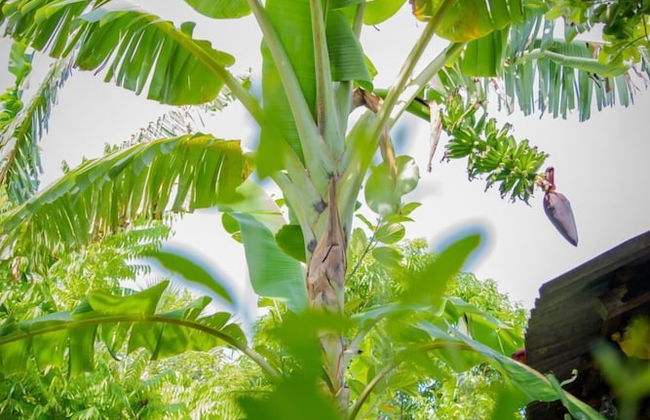 Nilaveli Beach Inn - Photo 19