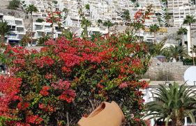 Karin's Beach Loft, Playa del Cura - Foto 14