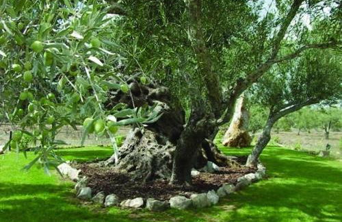 Quinta dos Tesouros - Foto 12