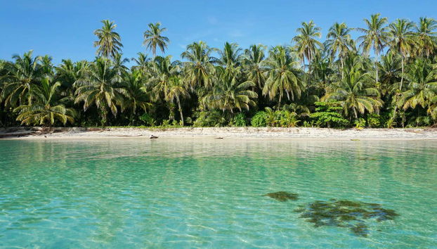 Zapatilla Island & Coral Cay Boat Tour - Foto 3