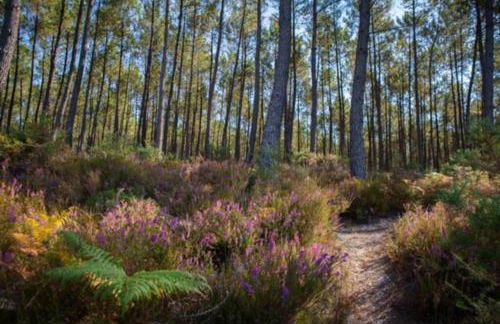 Paisible maison entre plages, lacs et bassin - Foto 16