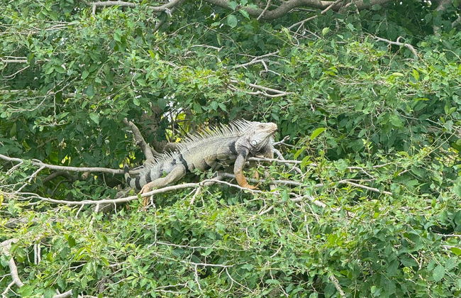 Magdalena River Cruise - Photo 7