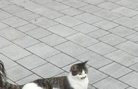 Mariolas Tinyhouse - Foto 35