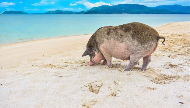 Escursione all'isola dei maiali e a Koh Teand - Foto 3