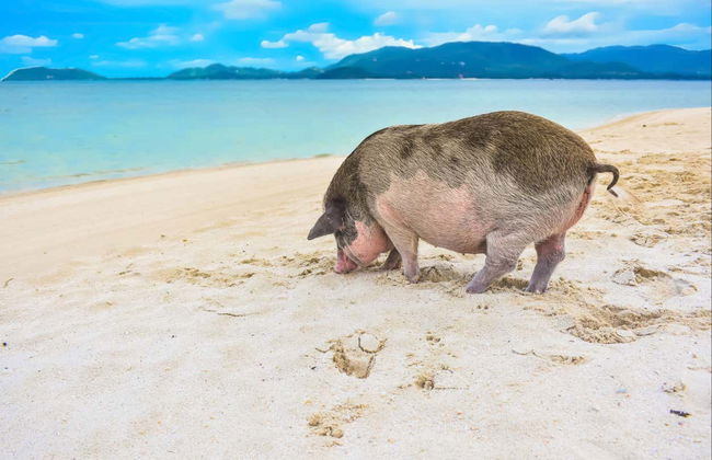 Escursione all'isola dei maiali e a Koh Teand - Foto 3