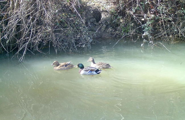 Agriturismo le Cammarose - Photo 13