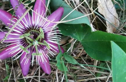 C'era Una Volta - Foto 45