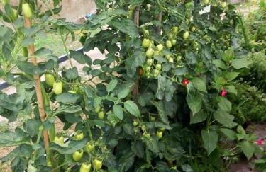 L'Erbetta fra le Cinque Terre e la Val di Vara - Photo 11