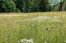 Appartamento Il Pungitopo - Foto 24