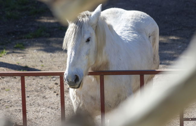 Mas de la Gourmette - Foto 40