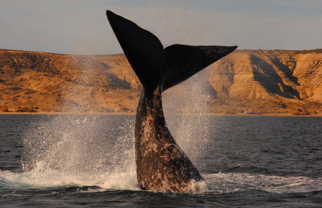 Estancia San Lorenzo Trip & Whale Watching - Foto 8