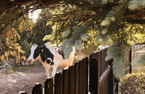 Dymnica 5- dom wakacyjny blisko Sasina i Łeby - Foto 36
