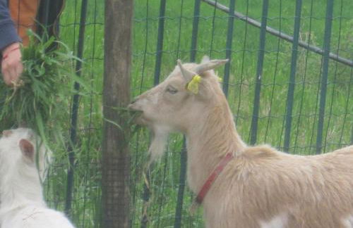 Agriturismo le Spighe - Fattoria Bertaccini - Foto 97