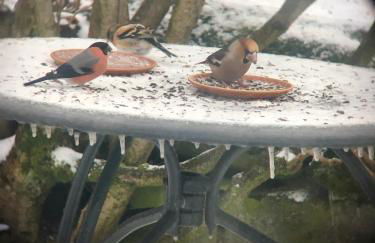 Vacation home with a view of nature, home theater, fireplace - Foto 37