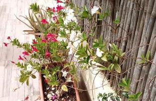 Casa Vacanze Eloise - Foto 18