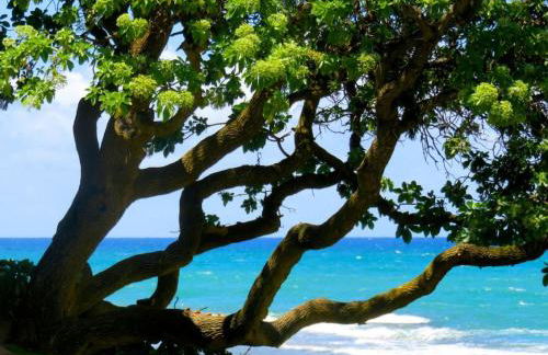 Location Location, By golf and beach - Foto 12